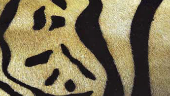 Řemen na zbraň Tiger Line ARTIPEL